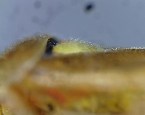 Réf. 352 697 : Orthops campestris